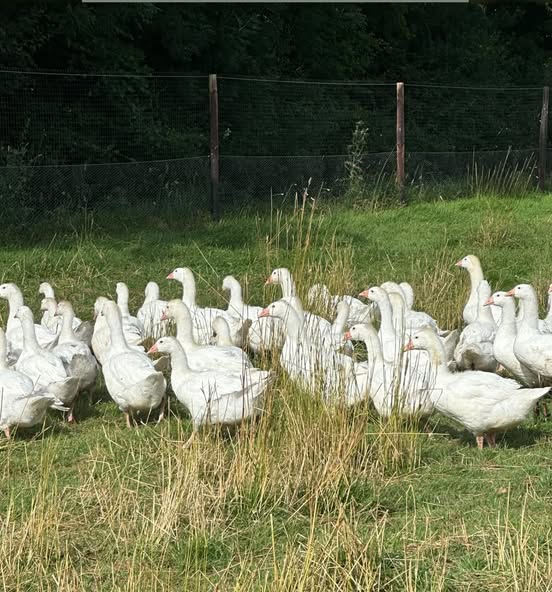 Our Flock of Free Range Geese grazing