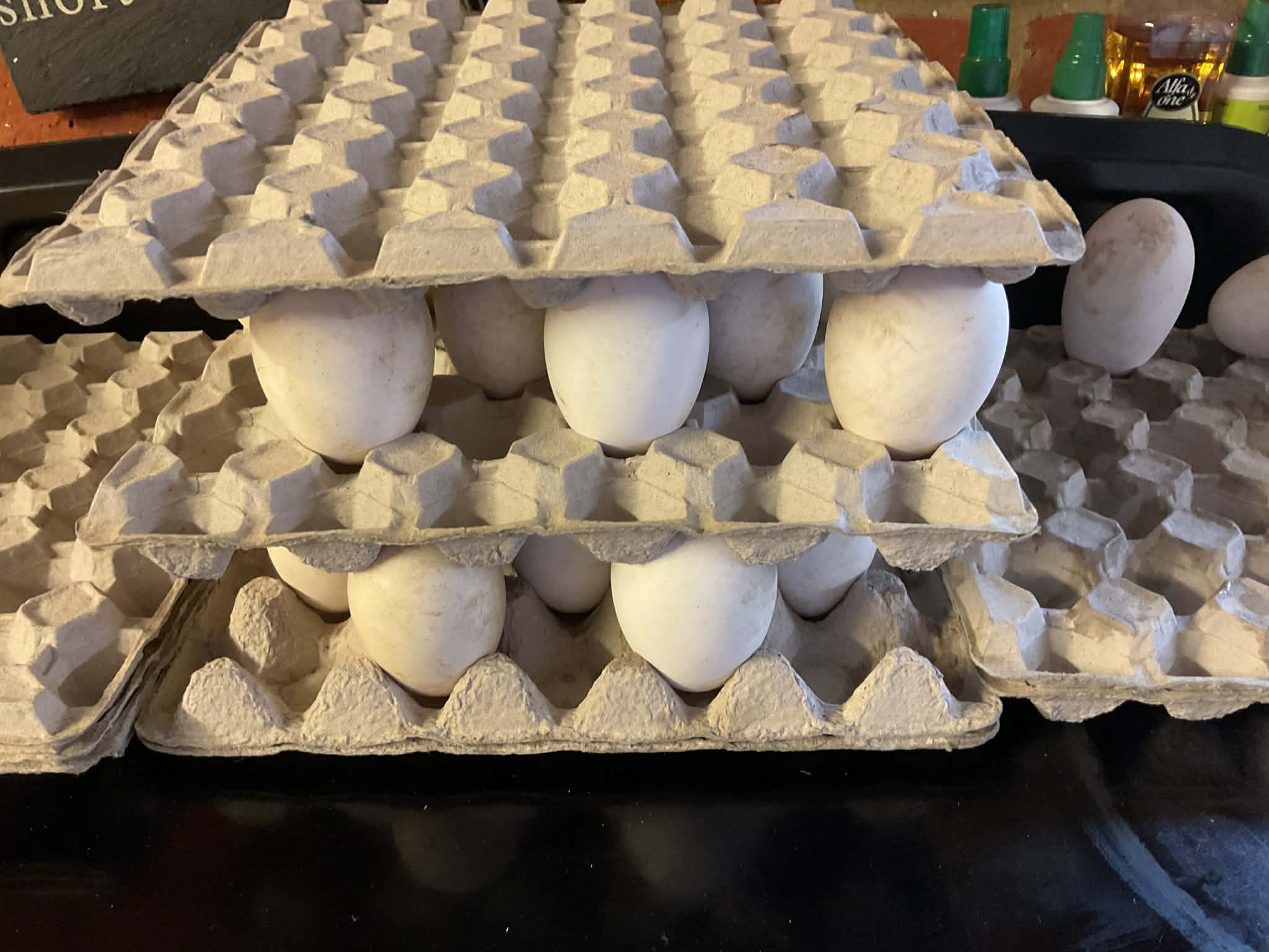 Eggs drying