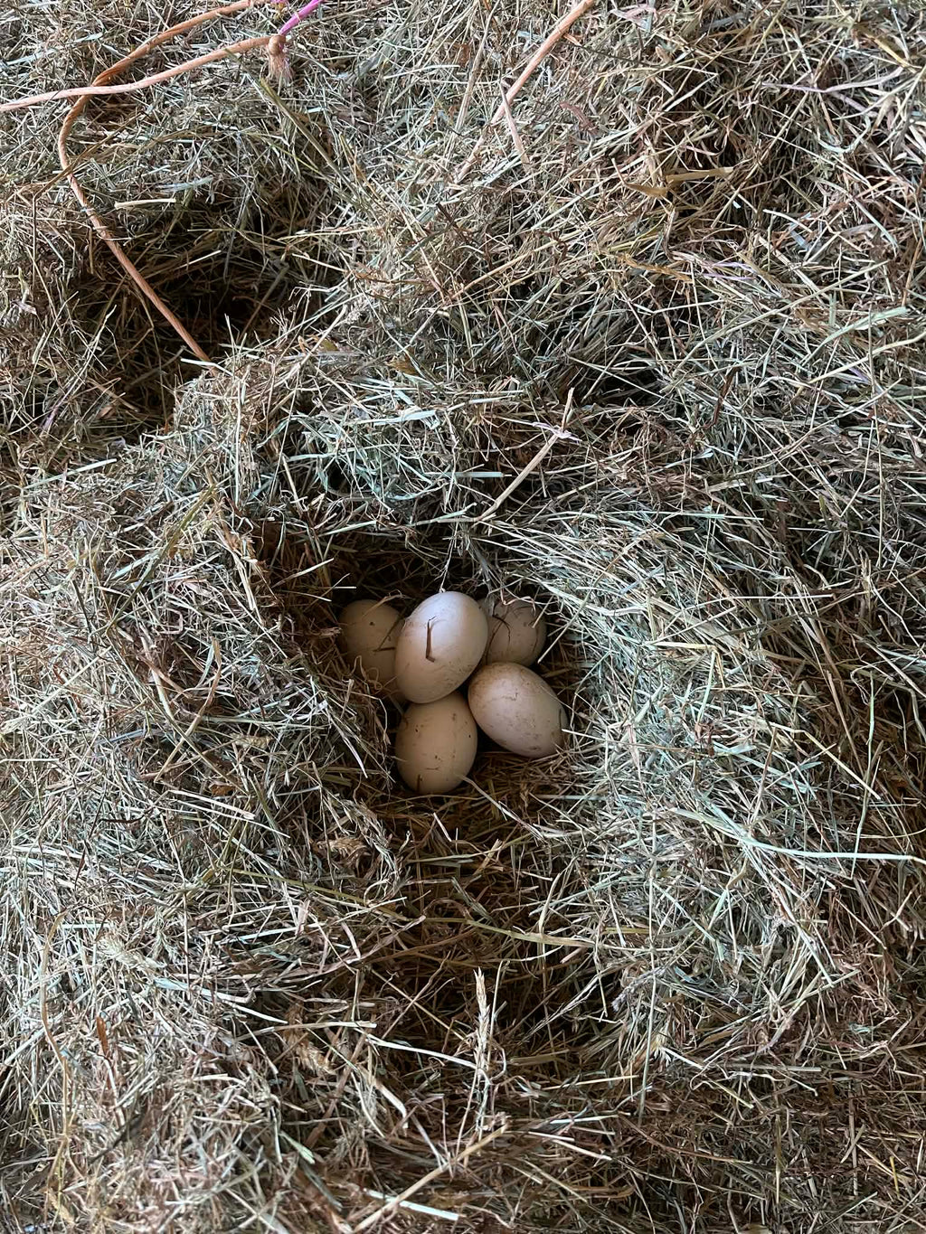 Goose eggs in nest