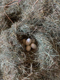 Goose eggs in nest