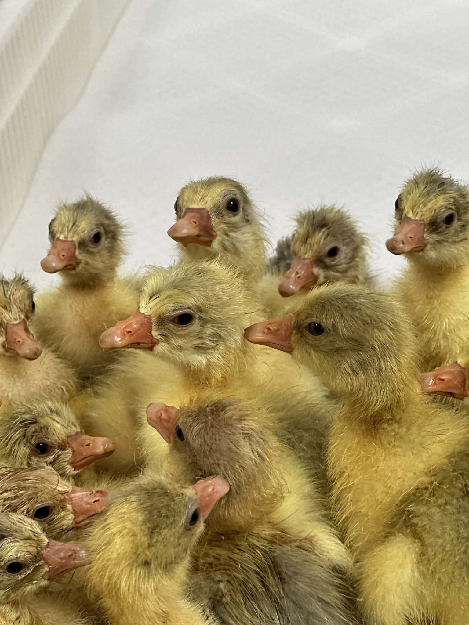 Last years Day old Goslings