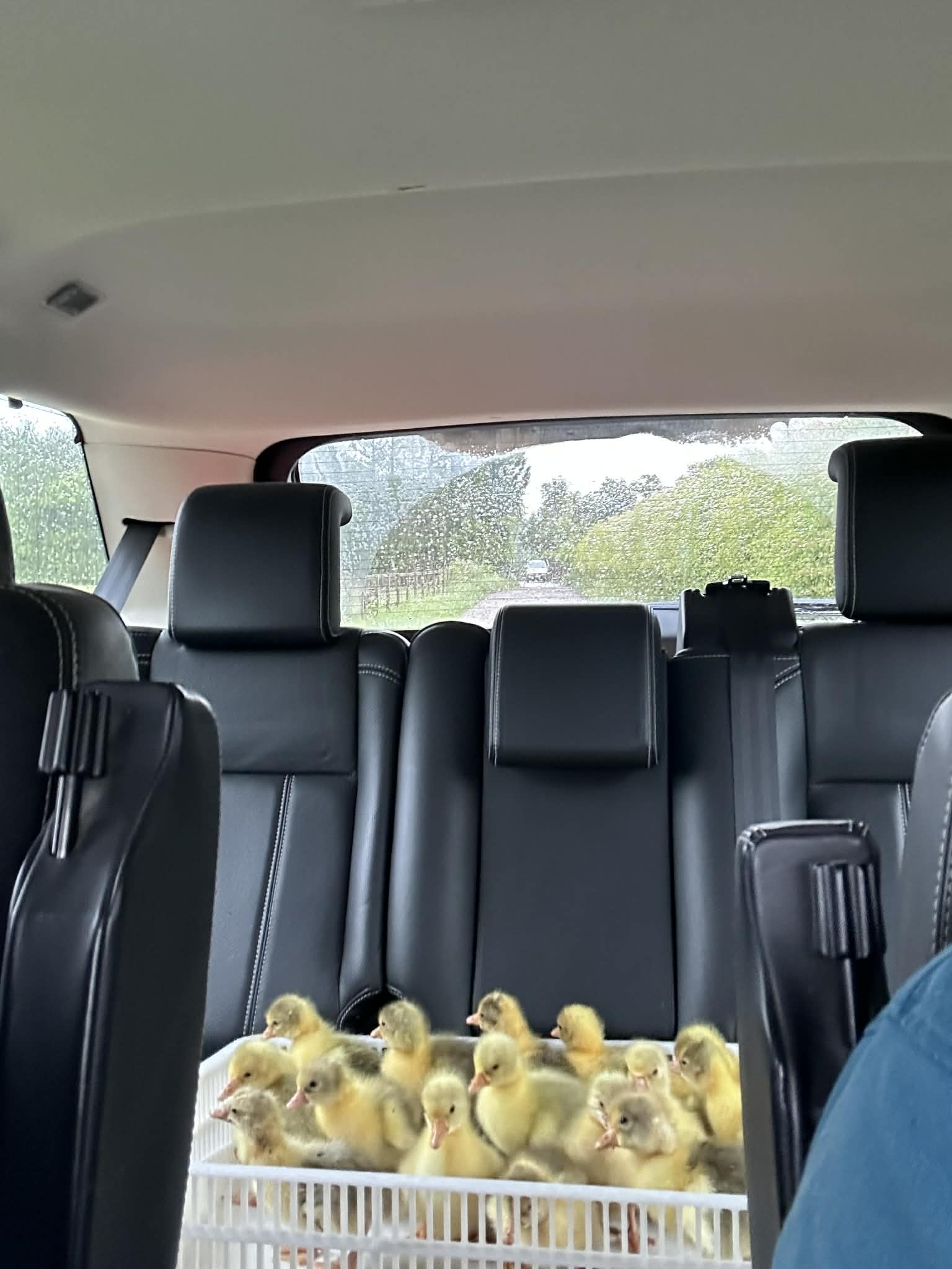 Goslings in Transit
