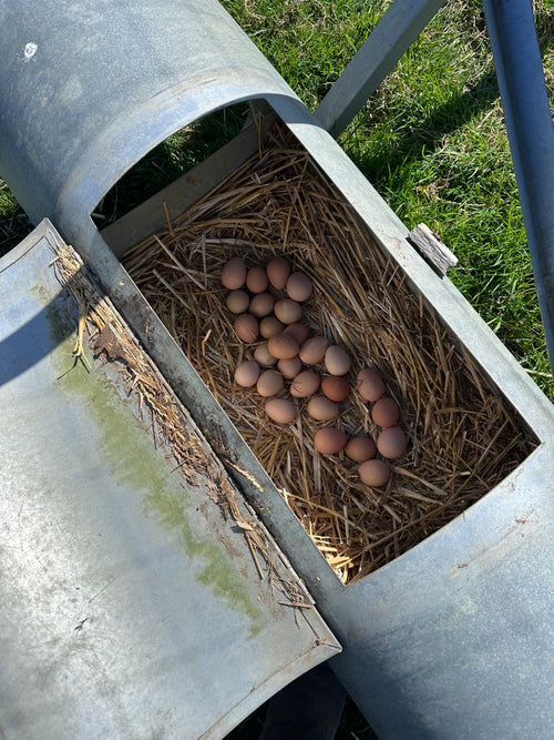 Guinea Fowl Hatching Eggs
