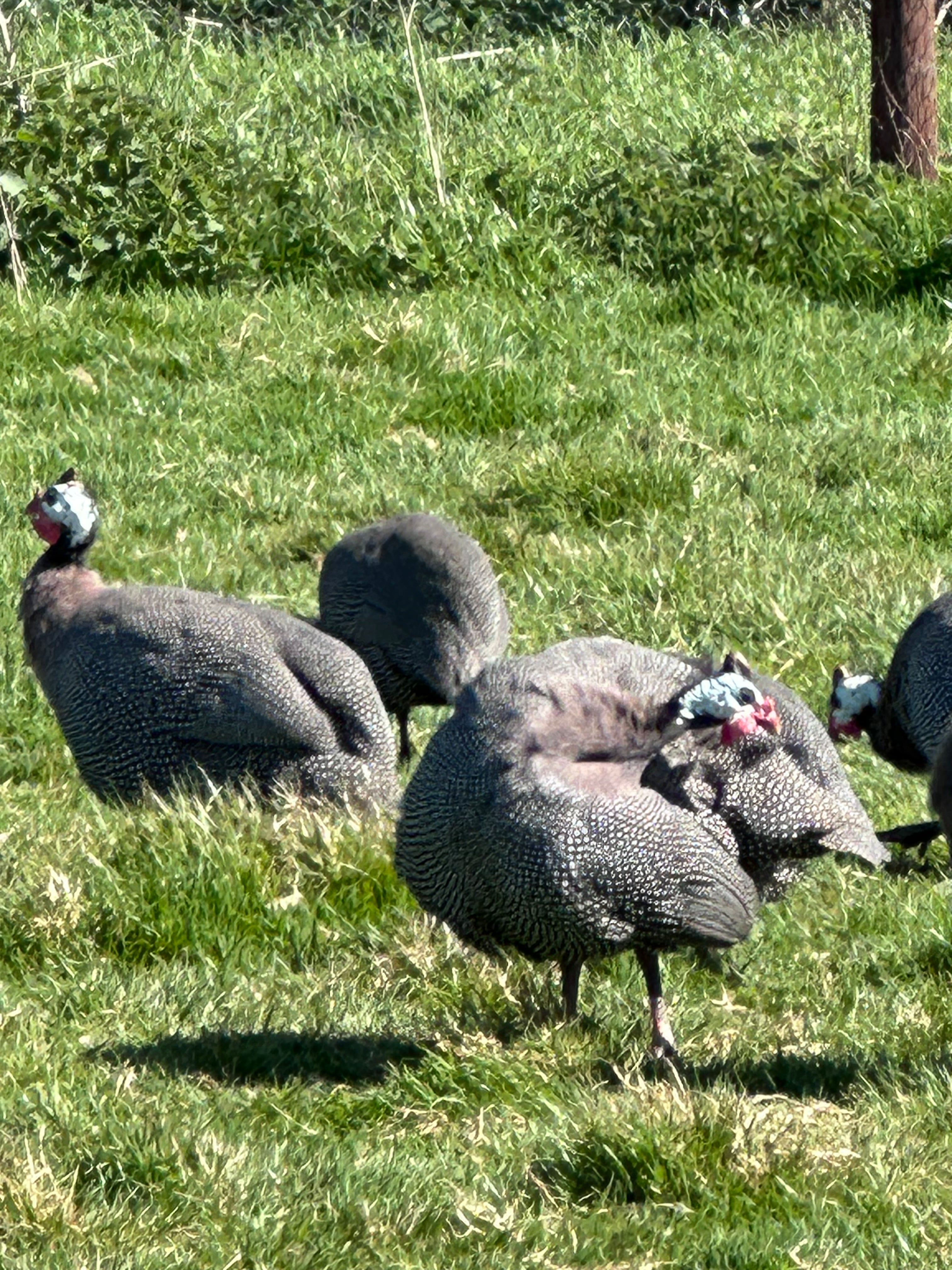 Guinea Fowl Hatching Eggs