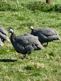 Guinea Fowl Hatching Eggs
