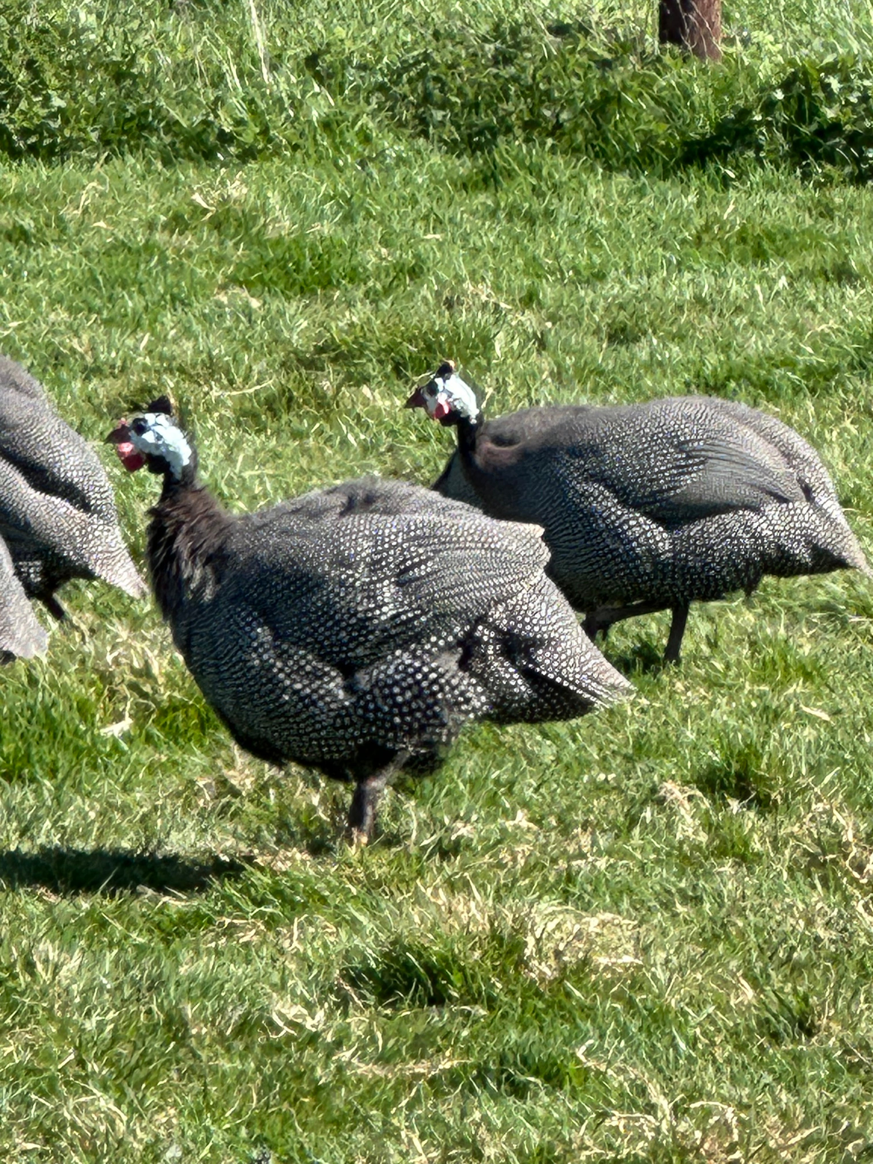 Guinea Fowl Hatching Eggs